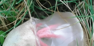 Neobičan nalaz u dvorištu koji je izgledao čudno i širio neprijatan miris — ostavio je snažan utisak na mene.