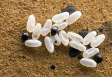 Primijetila sam čudne bele tačkice na krevetu — ono što sam kasnije otkrila bilo je zaista zastrašujuće.