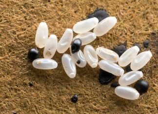 Primijetila sam čudne bele tačkice na krevetu — ono što sam kasnije otkrila bilo je zaista zastrašujuće.