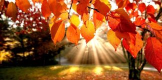 NIKAD ne bacaj jesensko lišće! EVO ZAŠTO