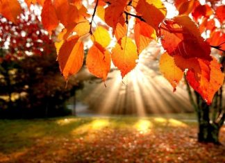 NIKAD ne bacaj jesensko lišće! EVO ZAŠTO