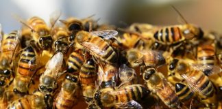 Zašto pčele privlači sušena odeća napolju i kako to bezbedno izbeći