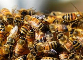 Zašto pčele privlači sušena odeća napolju i kako to bezbedno izbeći