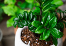 Rastvorite tabletu i zalijte zamiju: Jedan mineral podstiče biljku koja privlači novac da pusti nove listove