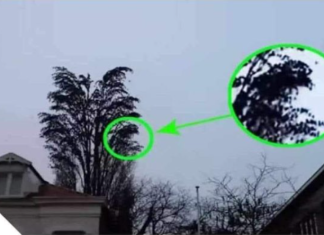 To NIJE normalno drvo! Nećete vjerovati šta je ovaj čovjek snimio na snimku