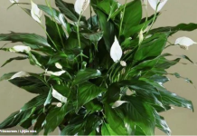 Spatifilum ili ljiljan mira neće uvenuti preko zime ako ovo stavite ispod saksije