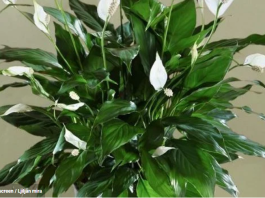 Spatifilum ili ljiljan mira neće uvenuti preko zime ako ovo stavite ispod saksije