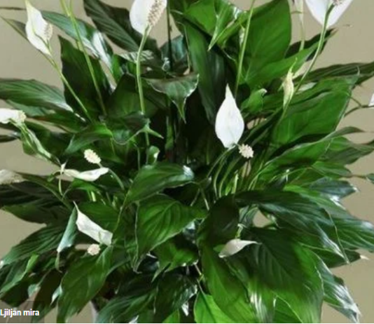 Spatifilum ili ljiljan mira neće uvenuti preko zime ako ovo stavite ispod saksije