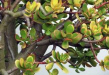 U Novu godinu obavezno uđite sa ovom biljkom u domu: Ako je stavite na pravo mesto doneće vam veliki novac