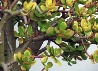 U Novu godinu obavezno uđite sa ovom biljkom u domu: Ako je stavite na pravo mesto doneće vam veliki novac