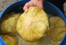 Nl SLUČAJNO NEM0JTE JESTI KlSELI KUPUS AK0 B0LUJETE 0D 0VE B0LESTl!