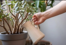 Što više buja, to više para stiže: Sipajte ova 2 sastojka u saksiju i krasula će rasti ludom brzinom