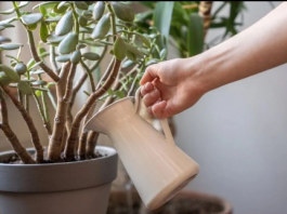 Što više buja, to više para stiže: Sipajte ova 2 sastojka u saksiju i krasula će rasti ludom brzinom