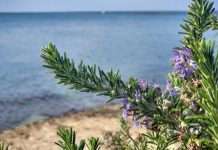 TRAVARI SE KUNU U NJENU MOĆ: Najmoćnija biljka za srce, krvne sudove, nadbubrežne žlijezde i zglobove