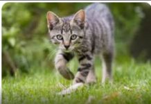 ZAŠTO MAČKA PRATI VLASNIKA U STOPU: Ako ide s vama čak i u WC, EVO ŠTA VAM PORUČUJE