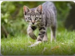 ZAŠTO MAČKA PRATI VLASNIKA U STOPU: Ako ide s vama čak i u WC, EVO ŠTA VAM PORUČUJE