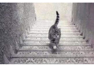PSIHOLOŠKI TEST – DA LI MAČKA SA SLIKE SILAZI ILI SE PENJE UZ STEPENICE: Odgovor otkriva kakva ste ličnost zapravo!