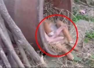 HODAO JE DVORIŠTEM I ČUO NEOBIČNE ZVUKE: Kada je prišao bliže ugledao je nevjerovatan prizor, ovo nije mogao ni da nasluti