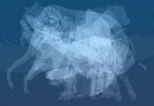 Životinja koju prvu vidite na slici otkrit će do gole kože vaš karakter: Jeste li spremni?