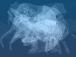 Životinja koju prvu vidite na slici otkrit će do gole kože vaš karakter: Jeste li spremni?