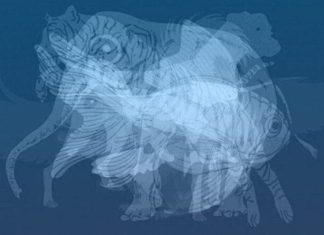 Životinja koju prvu vidite na slici otkrit će do gole kože vaš karakter: Jeste li spremni?