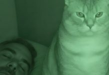 Nisam razumela zašto nas mačka svake noći posmatra mene i mog muža dok spavamo.