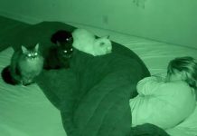 Noć kada su me moje tri mačke spasle: pogled koji mi je promenio život