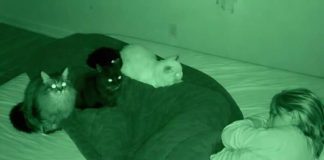 Noć kada su me moje tri mačke spasle: pogled koji mi je promenio život