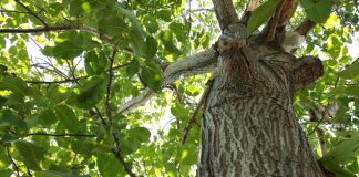 Ovo drvo nikako ne treba saditi blizi kuće: Verovanje kaže da donosi bedu i lošu sreću u dom