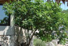 Naši stari smokvu nikada nisu sadili blizu kuće: Razlog je važan, evo o čemu se radi