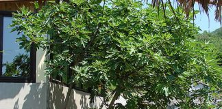 Naši stari smokvu nikada nisu sadili blizu kuće: Razlog je važan, evo o čemu se radi