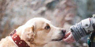 Šta znači ako vam pas liže ruku: Mnogi misle da tako iskazuje ljubav, ali to je velika greška , evo šta time poručuje