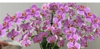 URADITE OVO HITNO U FEBRUARU! Orhideja će cvjetati kao luda i pustiti puno korijena!