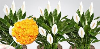 0DMAH JE PR0CVJETALA ! 1 kašičica za svaki kućni cvijet i bujno cvjetanje je zagarantovano!