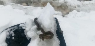 Viđena zmija u snijegu, narodno vjerovanje kaže da je to ZNAK