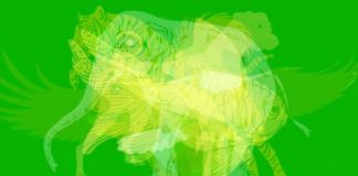 TEST: Prva životinja koju ugledate otkriva kakvu osobnost imate!