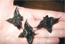 Strani susjedi dali su mi ovo i poželjeli mi „dobar tek“, ali bilo je nešto tvrdo i uopće nije izgledalo kao hrana, više kao jaje.