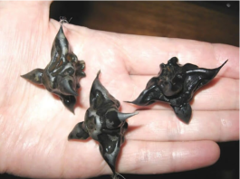 Strani susjedi dali su mi ovo i poželjeli mi „dobar tek“, ali bilo je nešto tvrdo i uopće nije izgledalo kao hrana, više kao jaje.