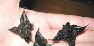 Strani susjedi dali su mi ovo i poželjeli mi „dobar tek“, ali bilo je nešto tvrdo i uopće nije izgledalo kao hrana, više kao jaje.