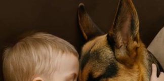 Dečak i njegov pas zaspali su, zagrljeni na sofi, a roditelji su bili dirnuti tim prizorom, sve dok sledećeg jutra, ulazeći u sobu, nisu bili zapanjeni onim što su videli.