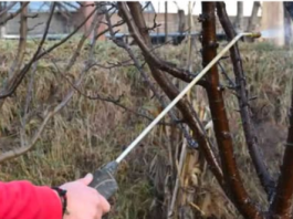 OVIM prskajte VOĆKE već u februaru: NIJEDNA gljivica ili ŠTETOČINA neće imati šanse!