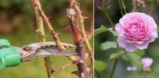 Evo kako siječete ruže u proljeće: Morat ćete OVO uraditi u proljeće, procvjetaće kao nikada prije!