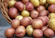 Ovaj stari trik naših baka garantuje rekordni prinos luka i krompira – bez ijedne kapi hemije!