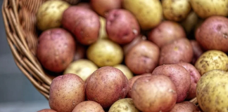 Ovaj stari trik naših baka garantuje rekordni prinos luka i krompira – bez ijedne kapi hemije!