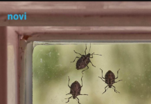 Smrdibube se užasno plaše jedne stvari: Samo stavite ovo kod ulaznih vrata i nestaće