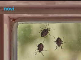 Smrdibube se užasno plaše jedne stvari: Samo stavite ovo kod ulaznih vrata i nestaće