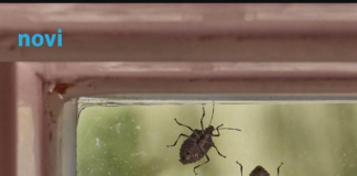 Smrdibube se užasno plaše jedne stvari: Samo stavite ovo kod ulaznih vrata i nestaće