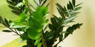 Zovu je biljkom sreće i obilja:Evo šta trebate uraditi sa zamijom kad joj listovi požute