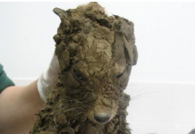 Mislio je da je spasio malog psa! Ali nakon pranja, umirio se kad je vidio šta je to……….. 😲😲