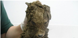 Mislio je da je spasio malog psa! Ali nakon pranja, umirio se kad je vidio šta je to……….. 😲😲